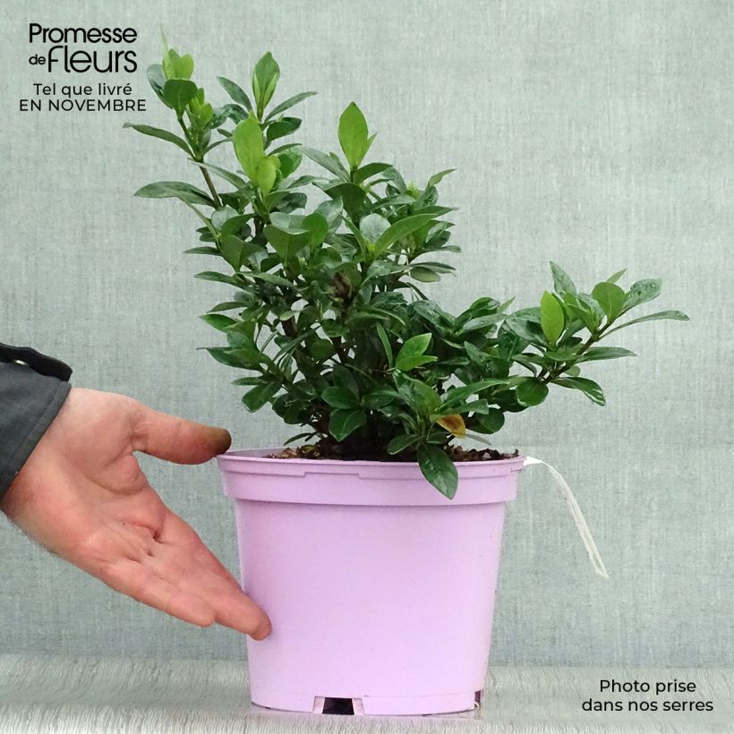 Gardenia jasminoides Kleims Hardy 2L/3L pot sample as delivered in autumn
