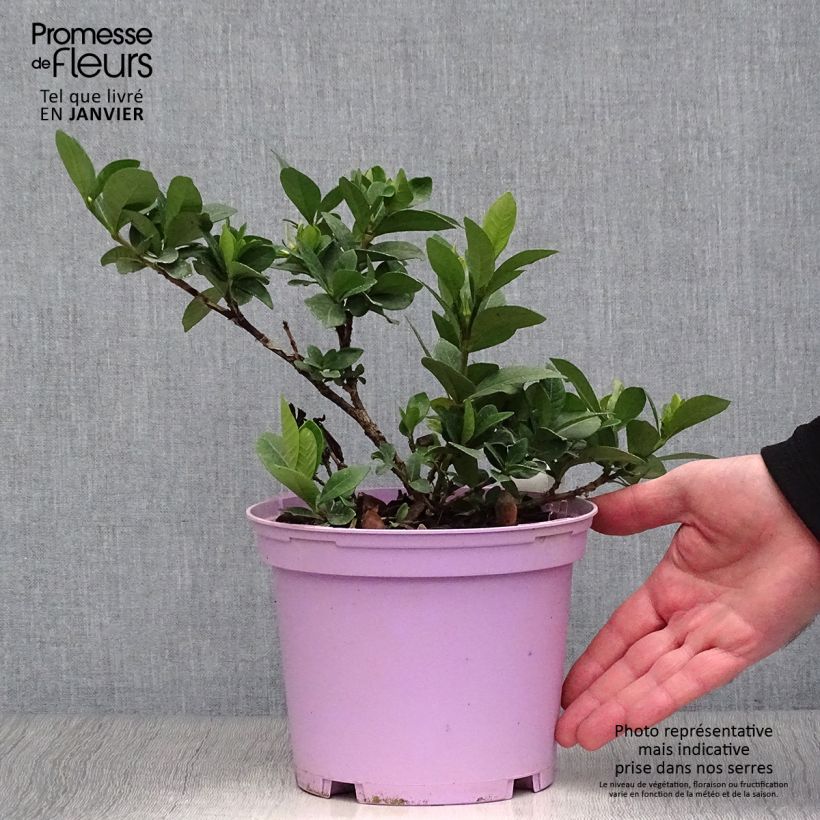 Gardenia jasminoides Kleims Hardy 2L/3L pot sample as delivered in winter