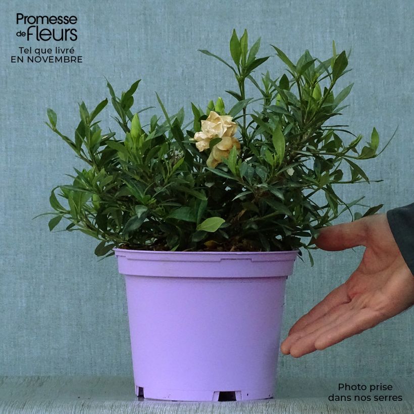 Gardenia jasminoides Perfumed Petticoats 2L/3L pot sample as delivered in autumn