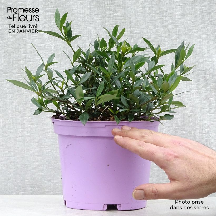 Gardenia jasminoides Perfumed Petticoats 2L/3L pot sample as delivered in winter