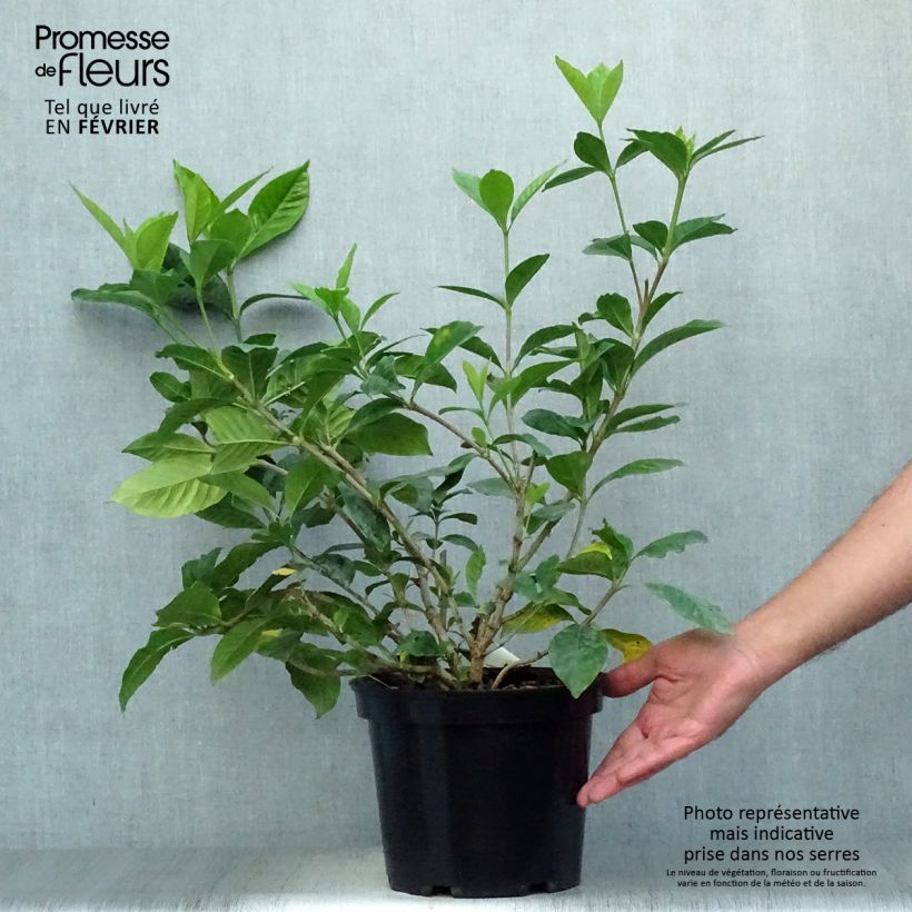 Gardenia jasminoides Summer Snow 3L/4L pot sample as delivered in autumn