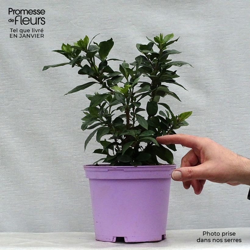 Gardenia jasminoides Pinwheel 2L/3L pot sample as delivered in winter