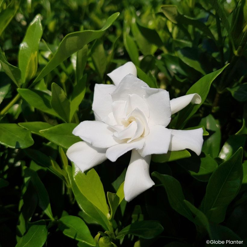 Gardenia jasminoides Fool Proof® (Flowering)