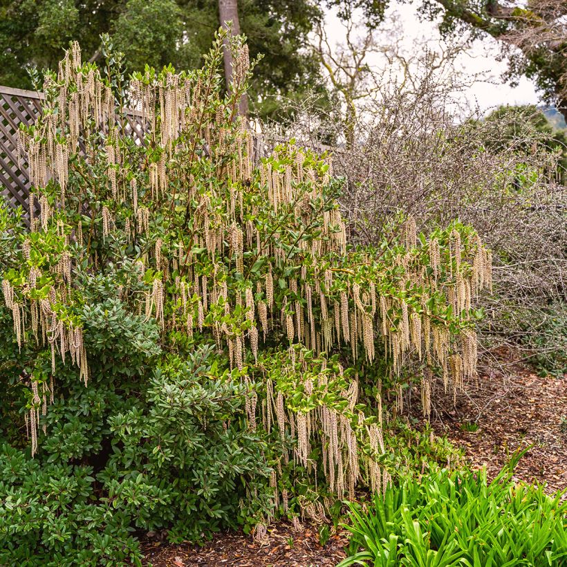 Garrya elliptica - Elliptical-leaved Garrya (Plant habit)