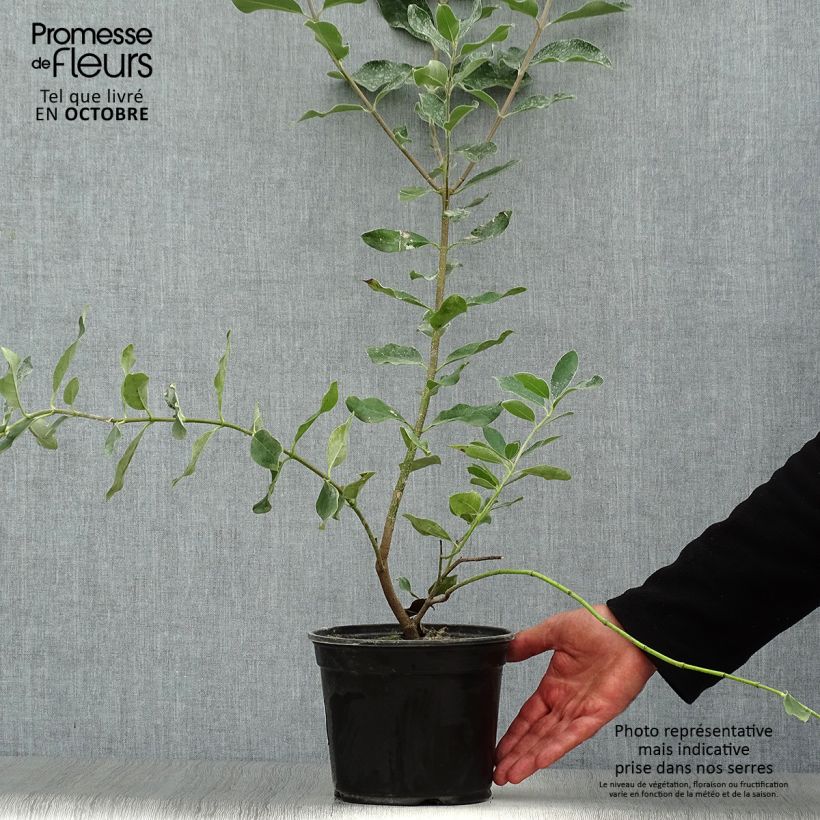 Garrya x thuretii - Hybrid Garrya 2L/3L pot sample as delivered in autumn