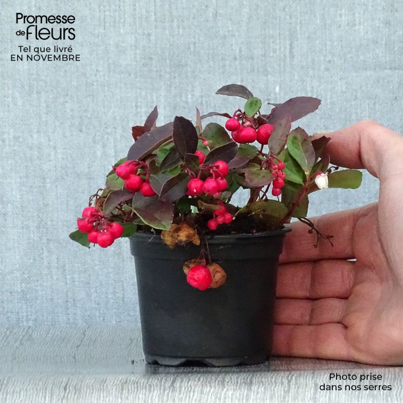 Gaultheria procumbens - Creeping Wintergreen 8/9 cm pot sample as delivered in autumn
