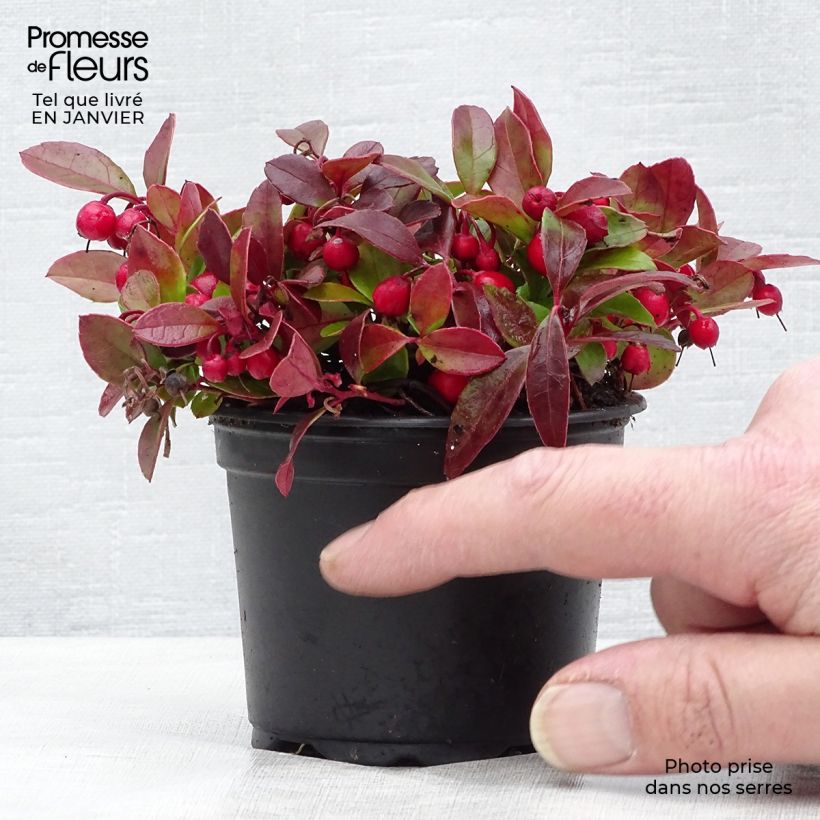 Gaultheria procumbens - Creeping Wintergreen 8/9 cm pot sample as delivered in winter