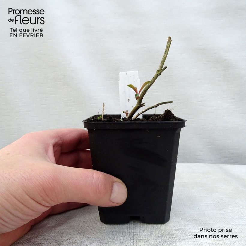 Gaura lindheimeri Crimson Butterfly 8/9 cm pot sample as delivered in winter