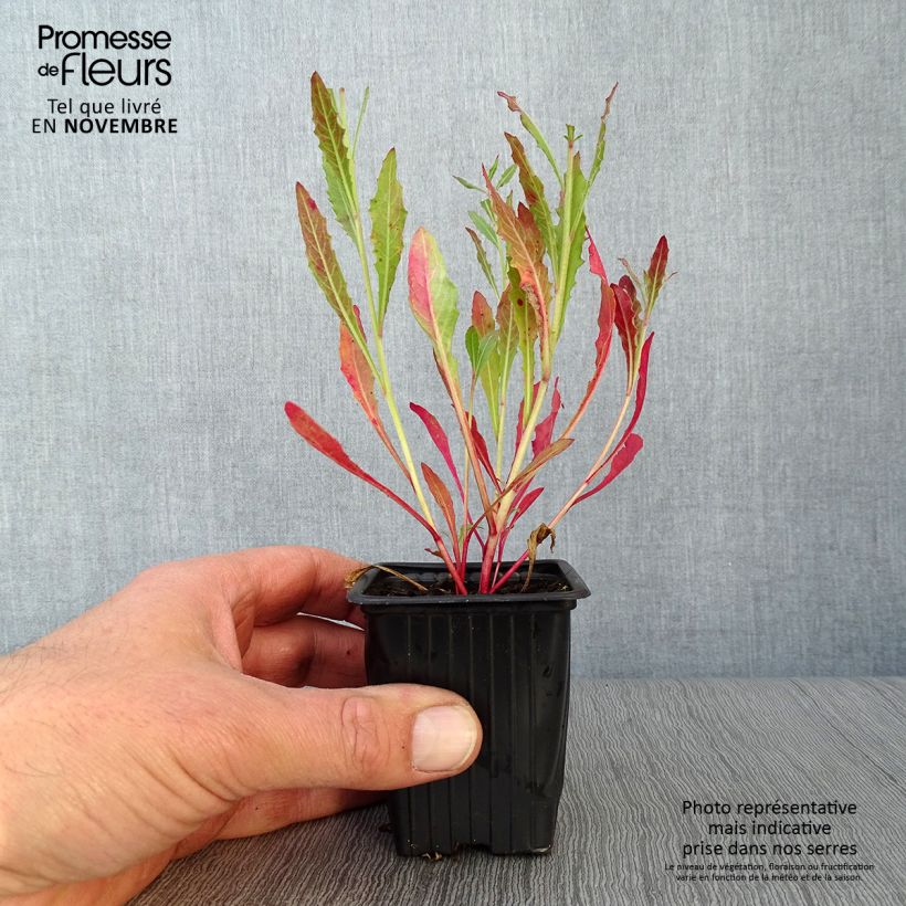 Gaura lindheimeri Blanche - Beeblossom 7/8 cm pot sample as delivered in autumn