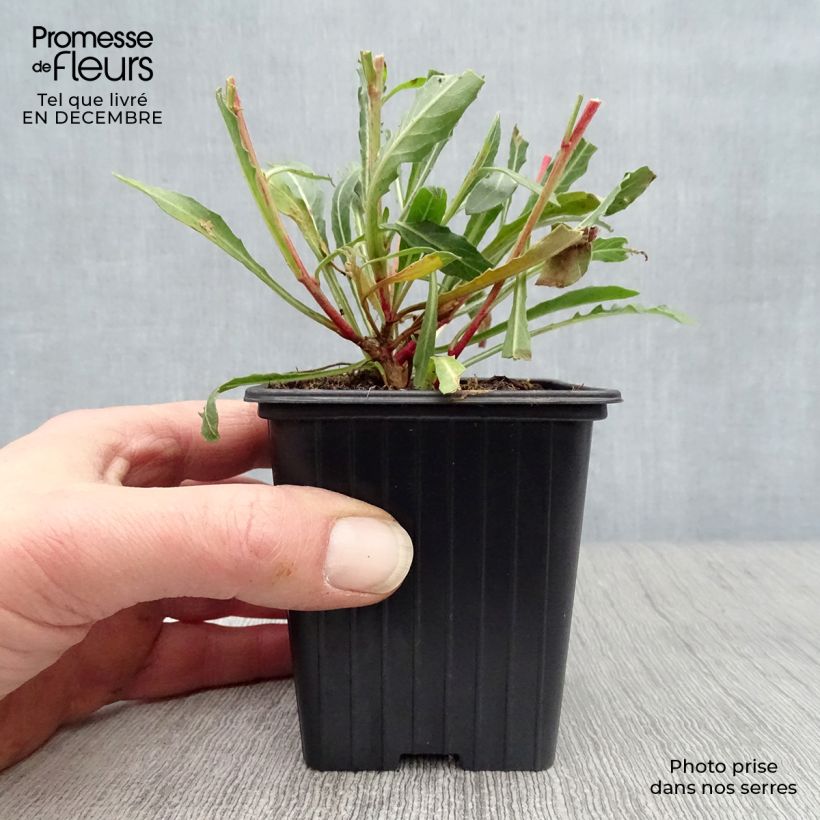 Gaura lindheimeri Blanche - Beeblossom 7/8 cm pot sample as delivered in winter