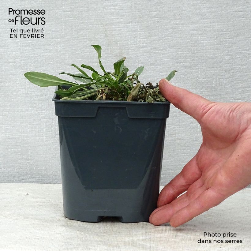 Gaura lindheimeri Blanche - Beeblossom 2L/3L pot sample as delivered in winter