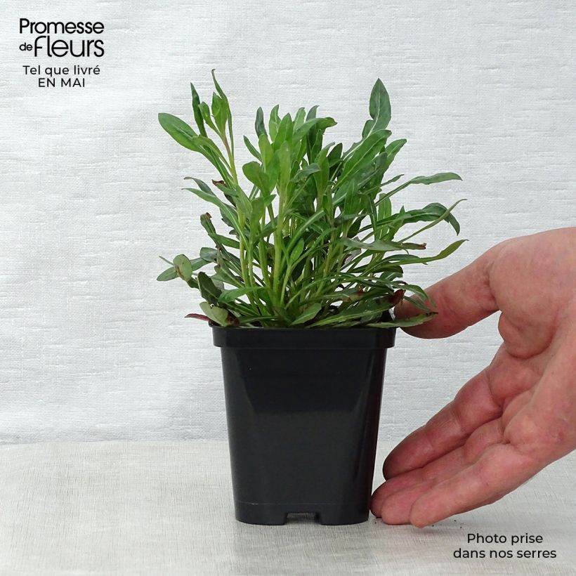 Gaura lindheimeri Blanche - Beeblossom 7/8 cm pot sample as delivered in spring