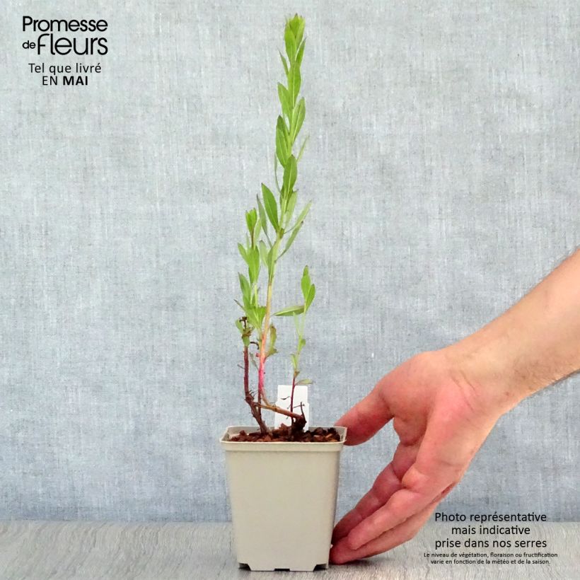 Gaura lindheimeri Blaze 8/9 cm pot sample as delivered in spring