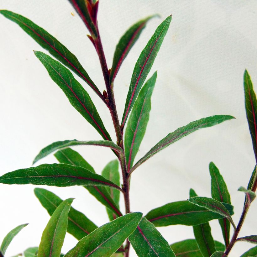 Gaura lindheimeri Cherry Brandy (Foliage)