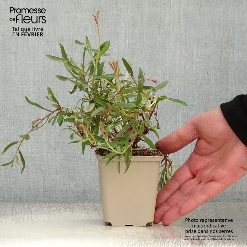 Gaura lindheimeri Cherry Brandy 8/9 cm pot sample as delivered in winter
