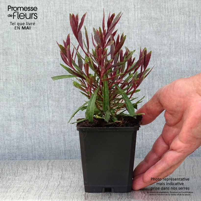 Gaura lindheimeri Cherry Brandy 8/9 cm pot sample as delivered in spring