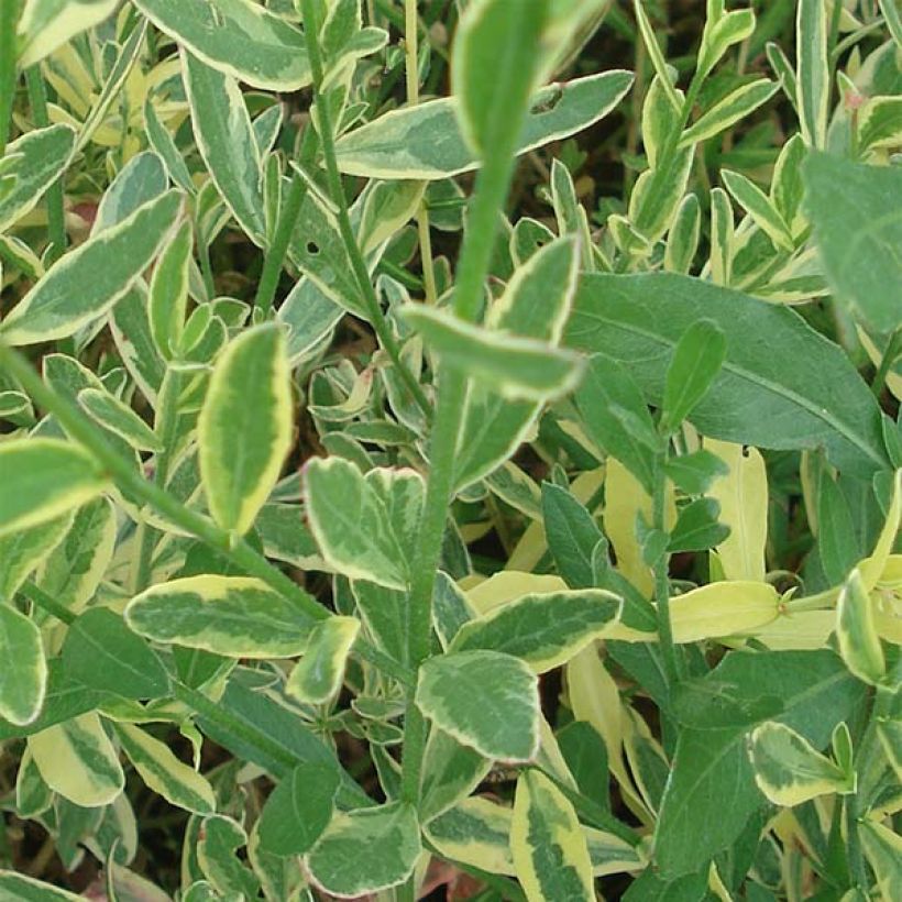 Gaura lindheimeri Corries Gold (Foliage)