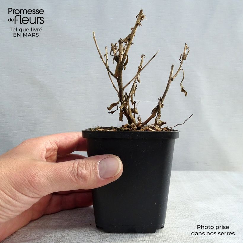 Gaura lindheimeri Corries Gold 8/9 cm pot sample as delivered in winter