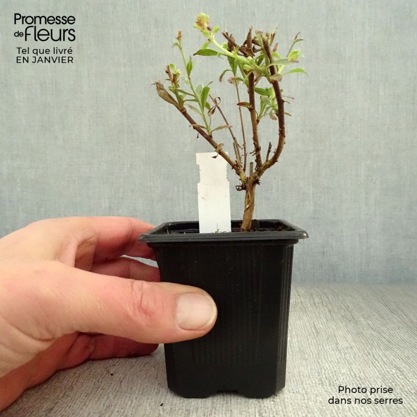 Gaura lindheimeri Freefolk Rosy 8/9 cm pot sample as delivered in winter