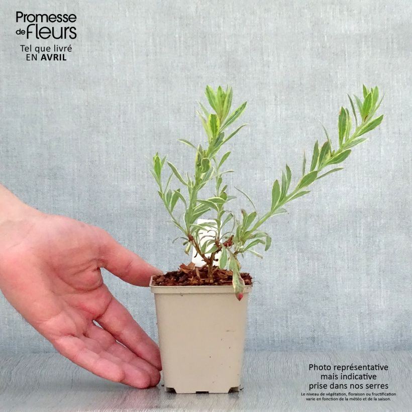 Gaura lindheimeri Freefolk Rosy 8/9 cm pot sample as delivered in spring