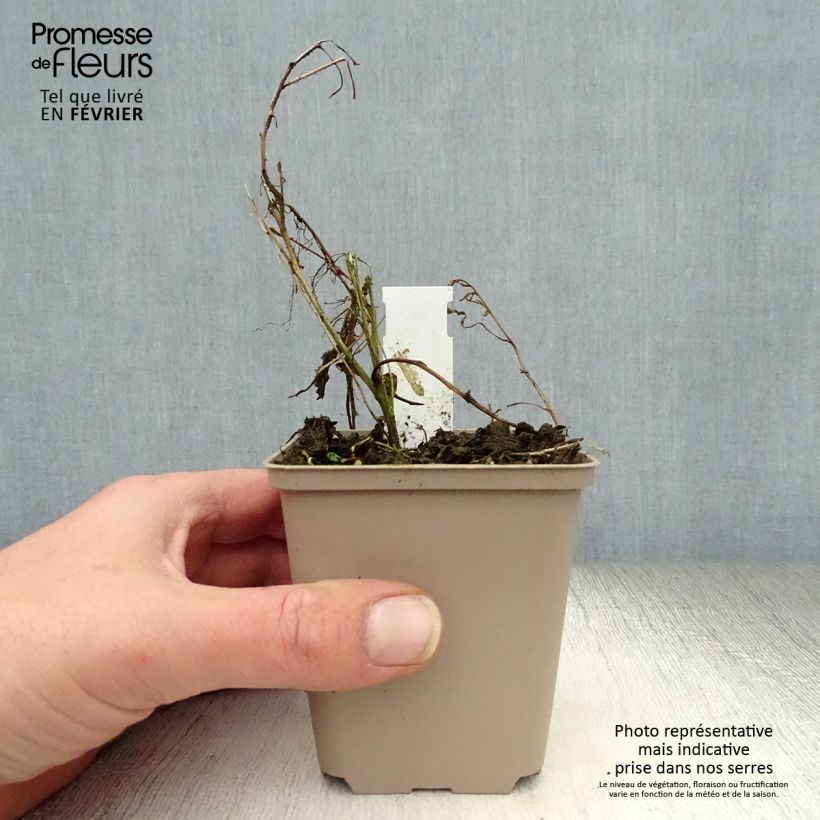 Gaura lindheimeri Passionate Blush 8/9 cm pot sample as delivered in winter