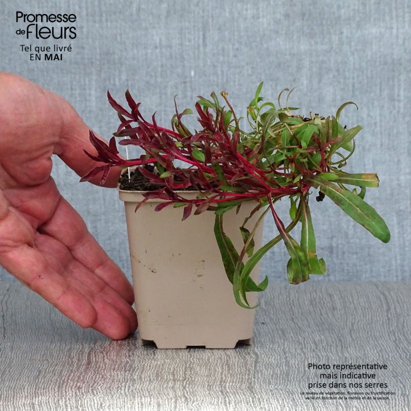 Gaura lindheimeri Passionate Blush 8/9 cm pot sample as delivered in spring