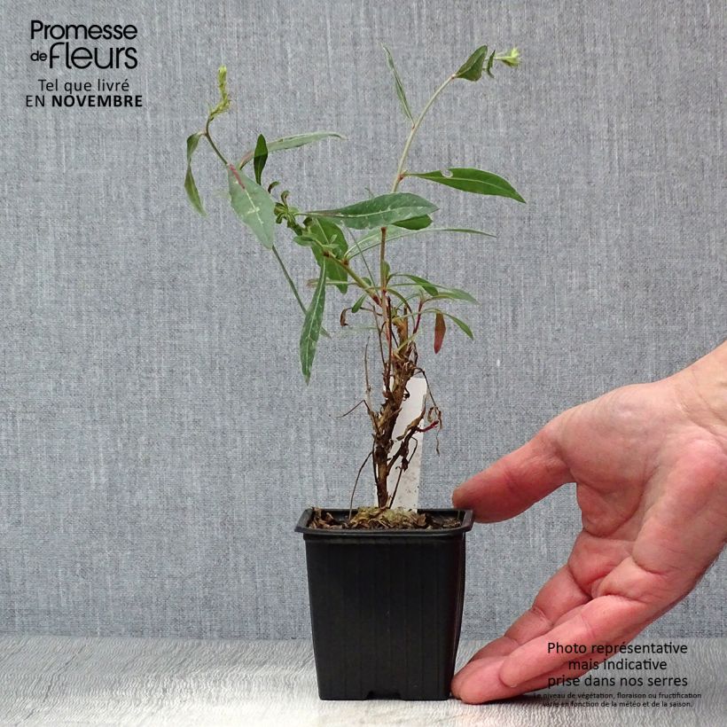 Gaura lindheimeri Rosy Jane 8/9 cm pot sample as delivered in autumn