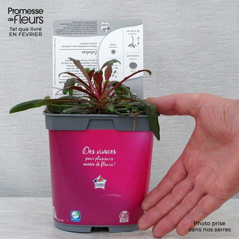 Gaura lindheimeri Rosy Jane 2L/3L pot sample as delivered in winter