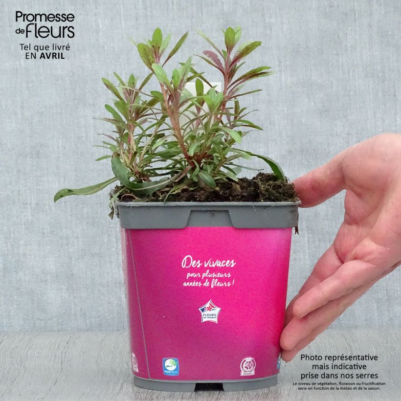 Gaura lindheimeri Rosy Jane 2L/3L pot sample as delivered in spring