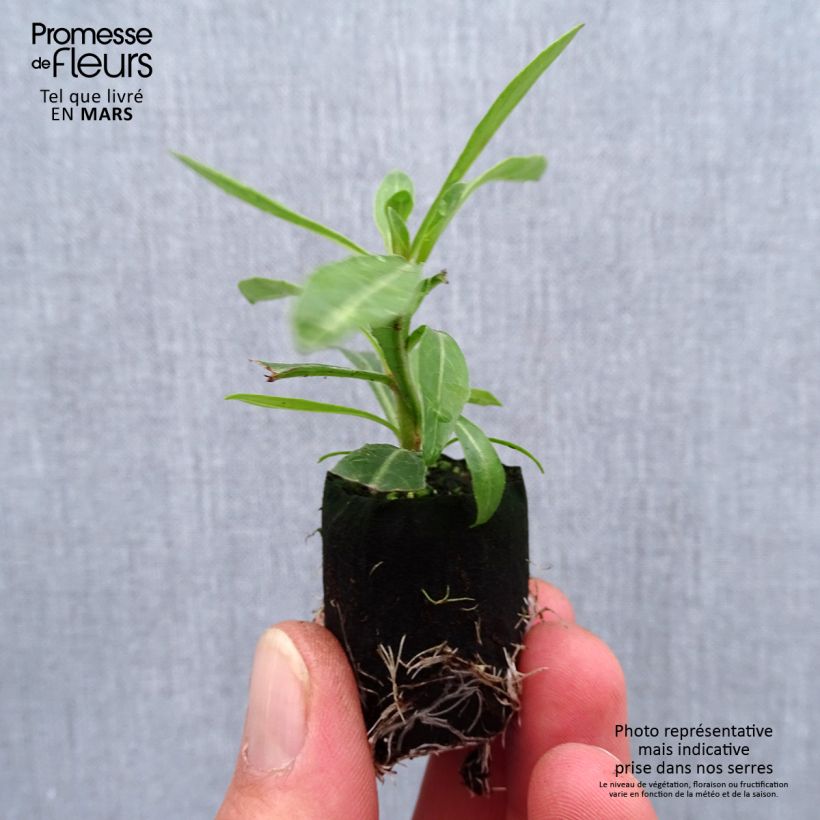 Gaura lindheimeri Steffi White Plug plant 1.5/2.5 cm sample as delivered in spring