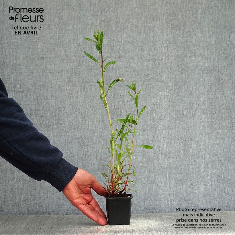 Gaura lindheimeri Summer Breeze 8/9 cm pot sample as delivered in spring