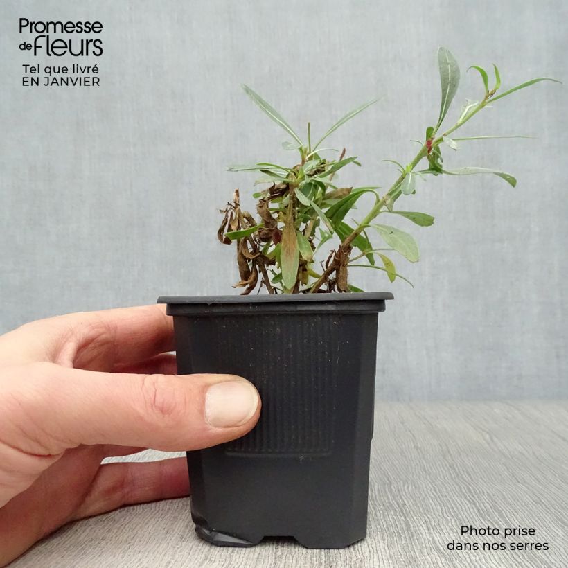 Gaura lindheimeri Whirling Butterflies 8/9 cm pot sample as delivered in winter