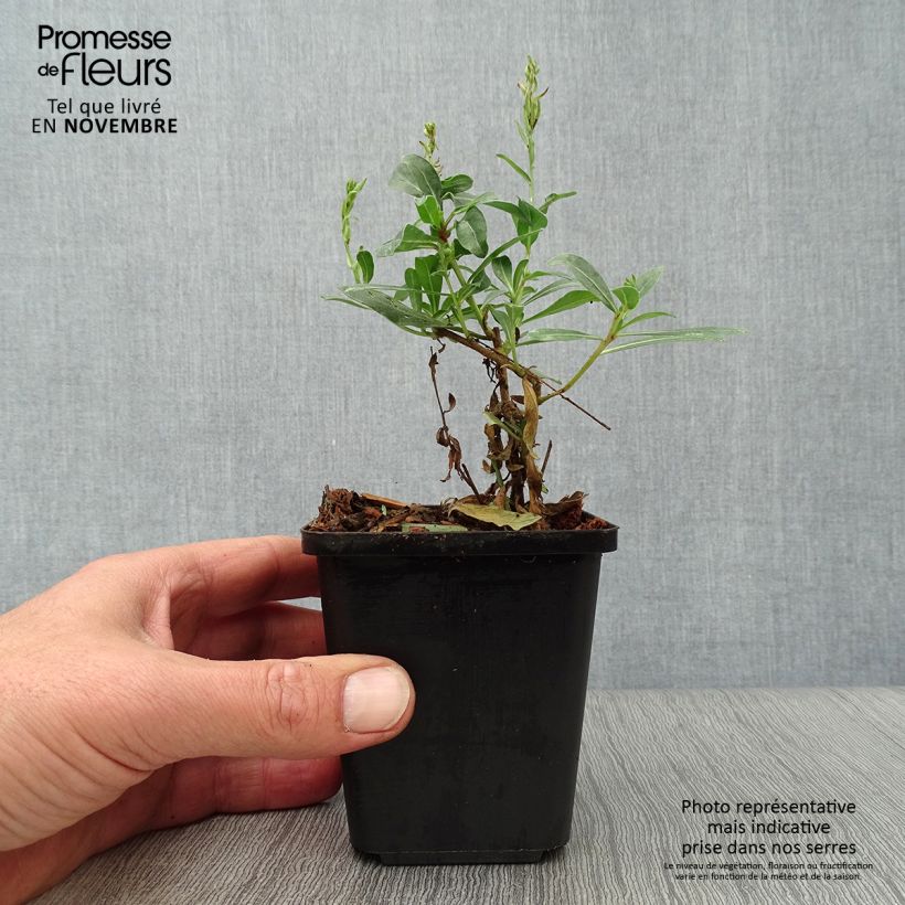 Gaura lindheimeri Snowstorm 8/9 cm pot sample as delivered in autumn