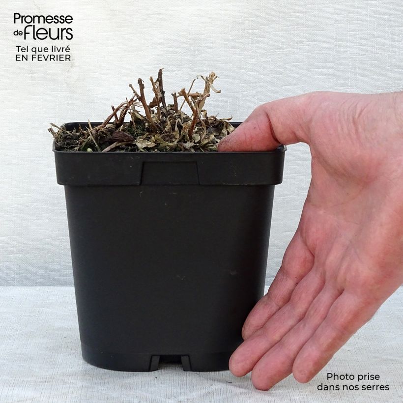 Gaura lindheimeri Snowstorm 2L/3L pot sample as delivered in winter