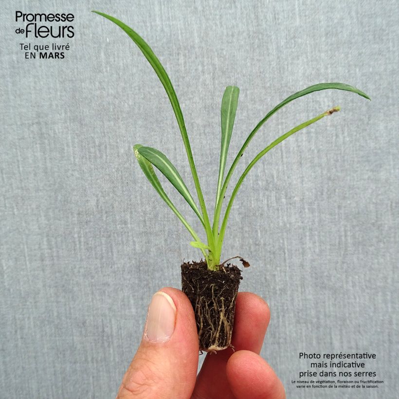 Gazania rigens New Day Pink Shades - Treasure flower Plug plant 3/4cm sample as delivered in spring