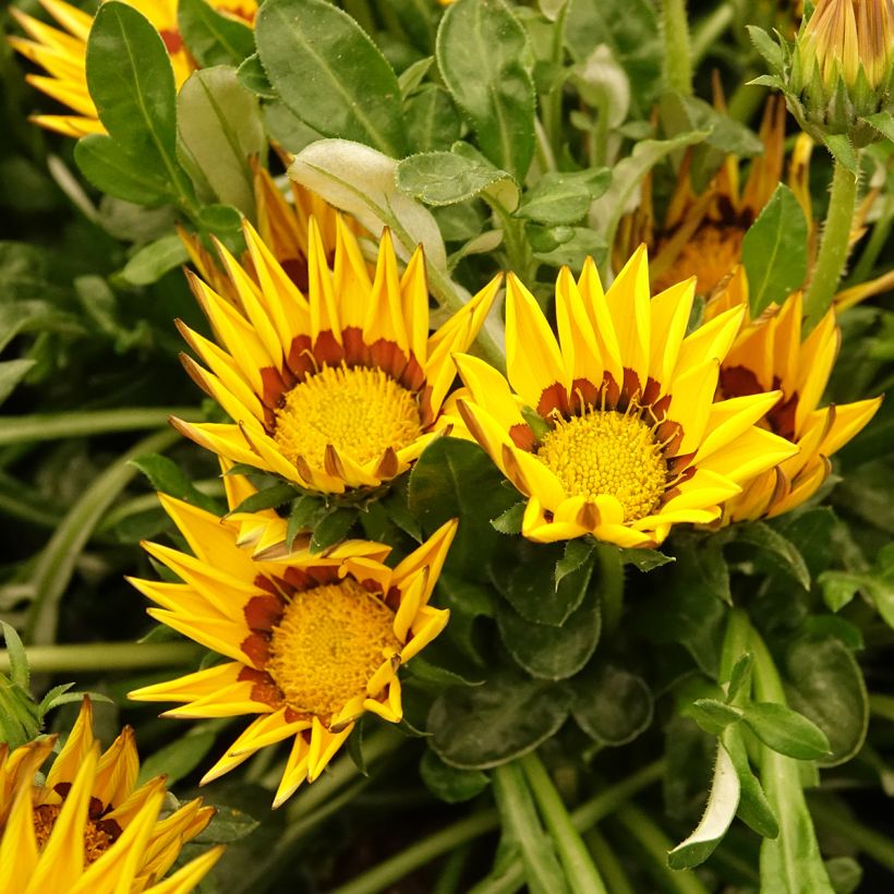 Gazania rigens Zany Yellow seeds - Treasure Flower (Flowering)