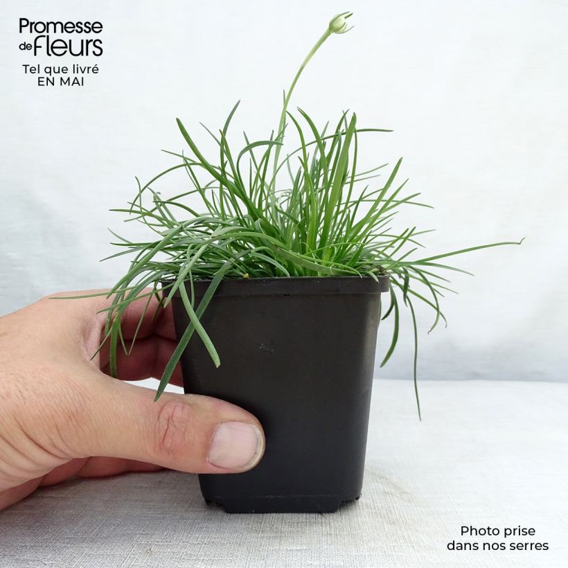 Armeria maritima splendens - Sea Thrift 8/9 cm pot sample as delivered in spring