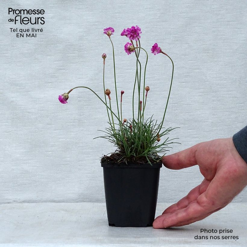 Armeria maritima Vesuvius - Sea Thrift 8/9 cm pot sample as delivered in spring