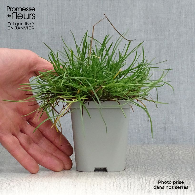 Armeria maritima Alba - Sea Thrift 8/9 cm pot sample as delivered in winter