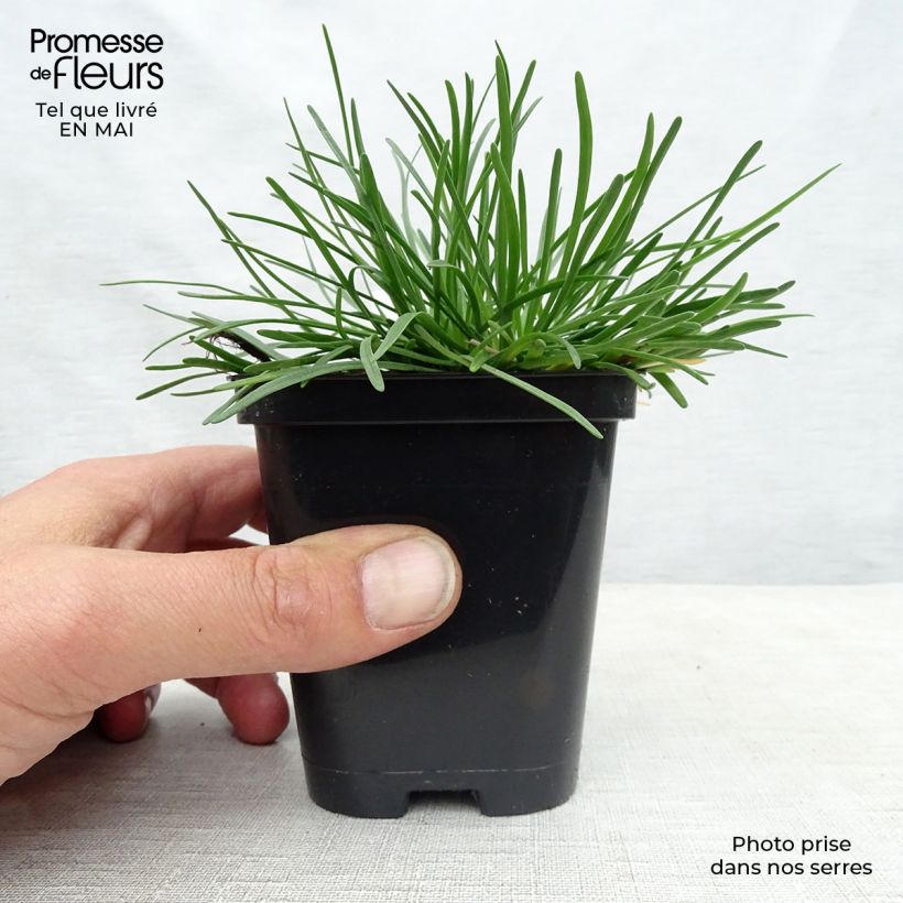 Armeria maritima Alba - Sea Thrift 8/9 cm pot sample as delivered in spring
