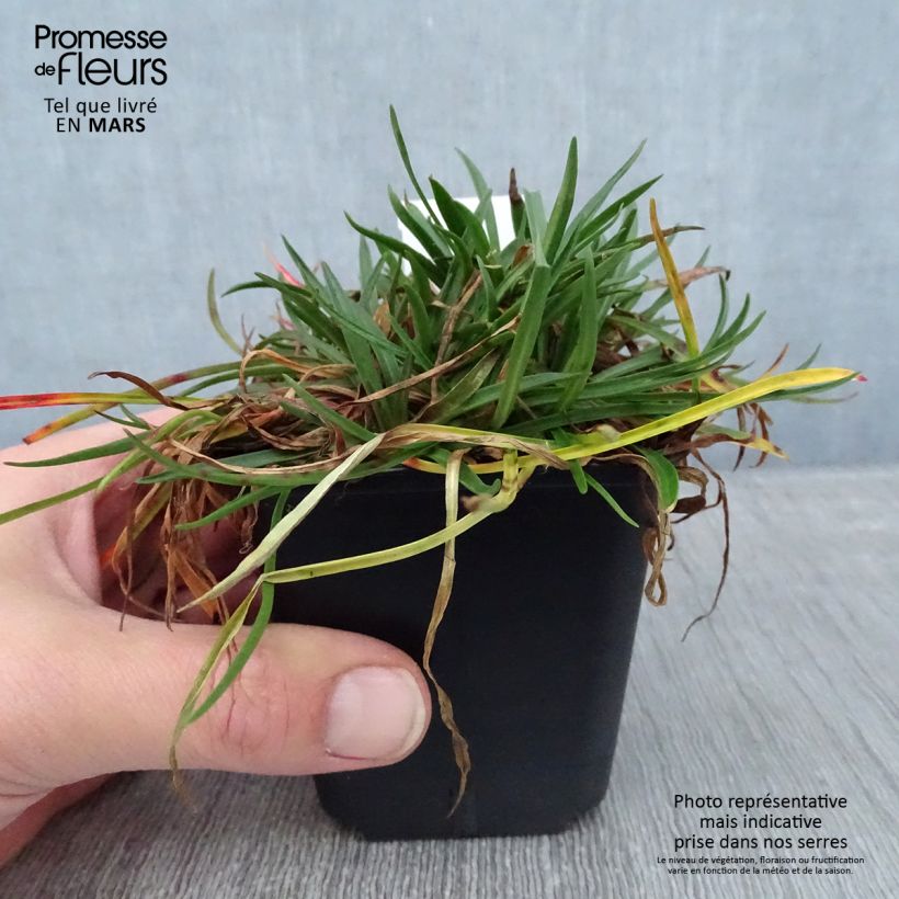 Armeria hybrida Ornament - Sea Thrift 8/9 cm pot sample as delivered in winter