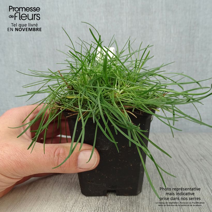 Armeria maritima Rosea - Sea Thrift 8/9 cm pot sample as delivered in autumn
