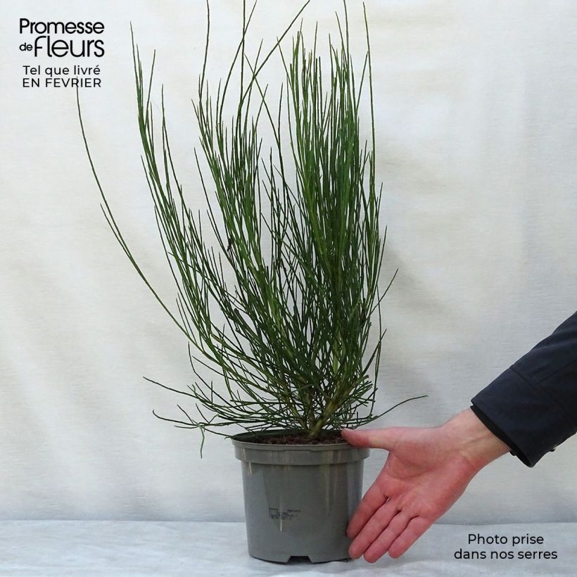 Cytisus scoparius Golden Sunlight 2L/3L pot sample as delivered in winter