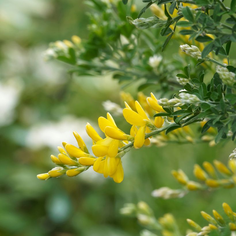 Cytisus scoparius Golden Sunlight (Flowering)