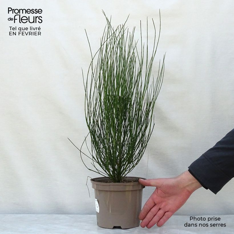 Cytisus praecox Hollandia 2L/3L pot sample as delivered in winter