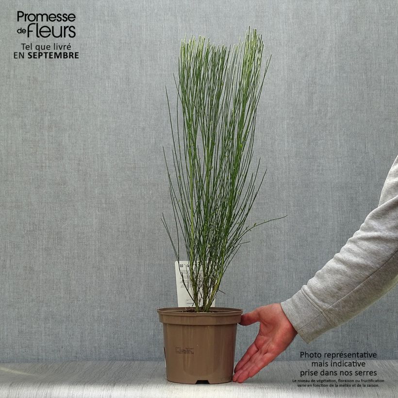 Cytisus procumbens Zeelandia 1.5L/2L pot sample as delivered in autumn
