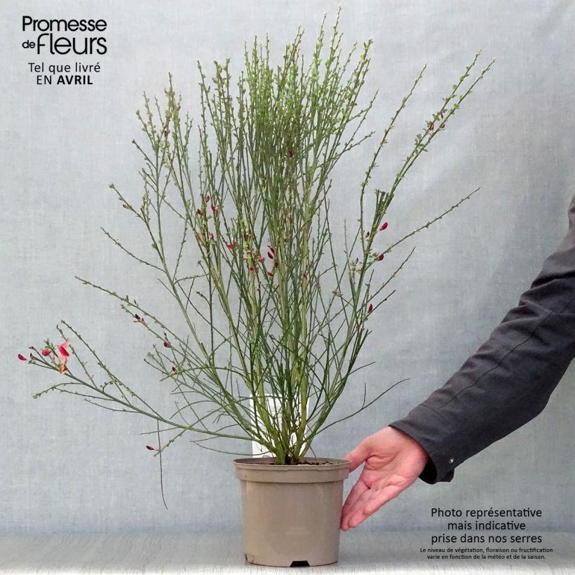 Cytisus scoparius Palette 2L/3L pot sample as delivered in spring