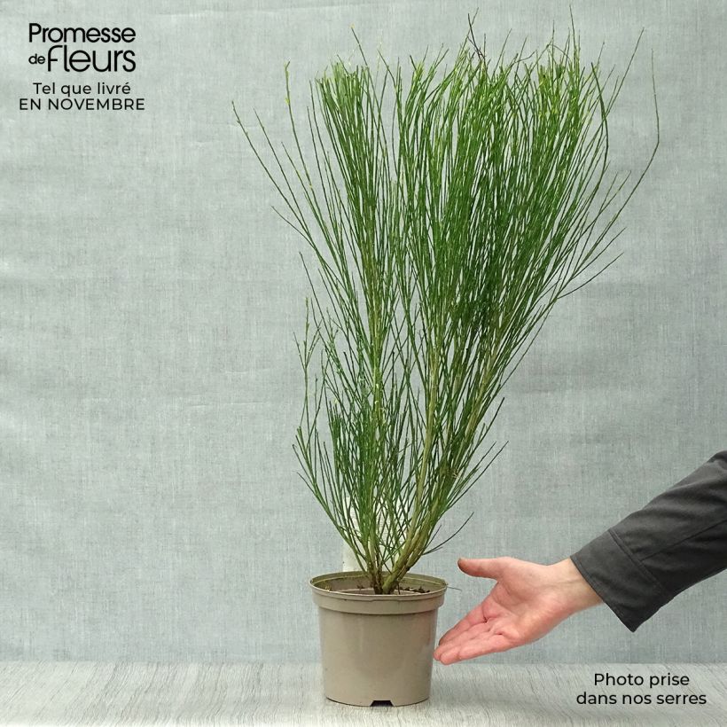 Cytisus scoparius Ruby 3L/4L pot sample as delivered in autumn