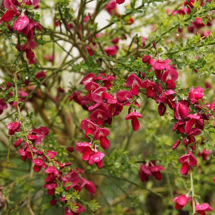 Cytisus scoparius Ruby (Flowering)