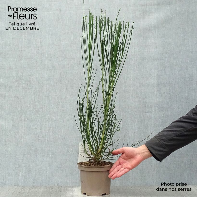 Cytisus scoparius Goldfinch 2L/3L pot sample as delivered in winter